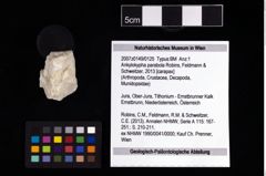 NHMW-GEO-2007z0149-0125_Ol_02.tifAnkylokypha parabola (Robins, Feldmann & Schweitzer, 2013)  (NHMW-GEO-2007z0149-0125)